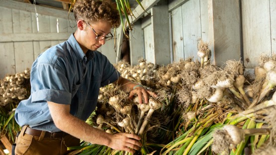 A student sets out garlic to dry at the Dilmun Hill Student Farm.