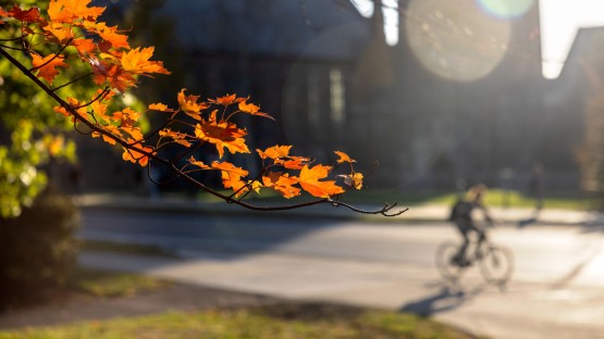 Leaves are illuminated by the evening sun near Myron Taylor Hall.