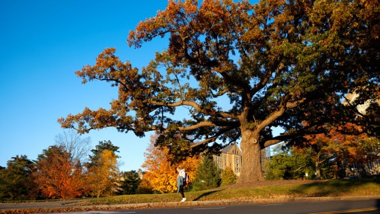 The oldest tree on campus during an autumn sunset.