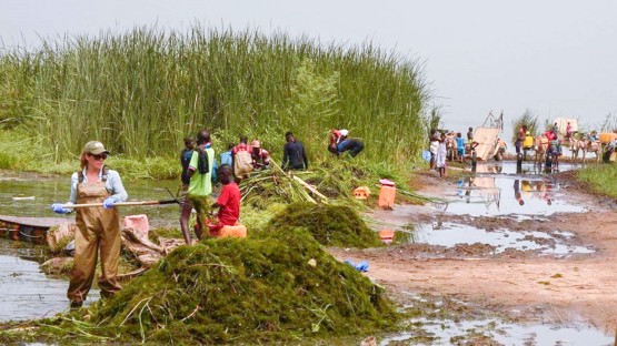 Low-cost solution to parasite, poverty at risk from possible NSF cuts
