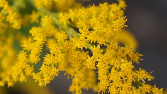 Are plants intelligent? It depends on the definition | Cornell Chronicle