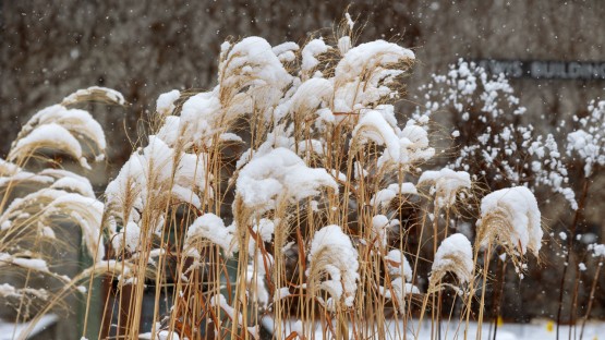 Snow collects on plants outside of the Richard M. Lewis Education Center.
