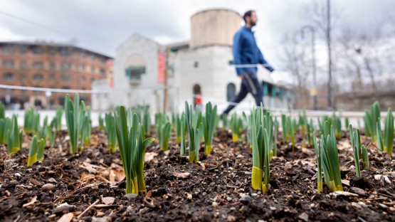 Plants emerge from the soil in early Spring near the Schwartz Center for Performing Arts.