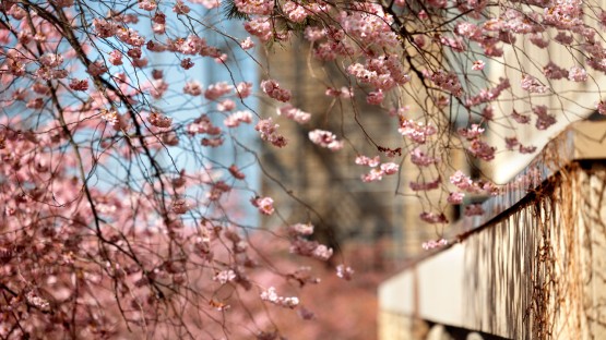 Cherry blossoms hang on the trees near Olin Library.