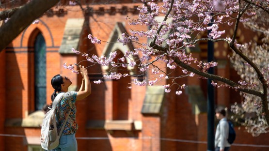 A student stops to photograph cherry blossoms near Sage Chapel.