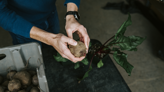 Rooted in a Cornell collaboration, New York state is tops for beets ...