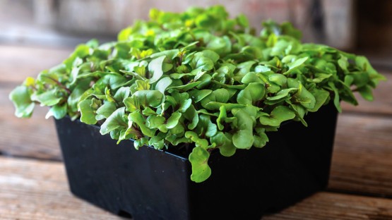 With near-mythical look and taste, unicorn kale hits the market