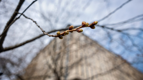 First signs of spring near Olin Library.