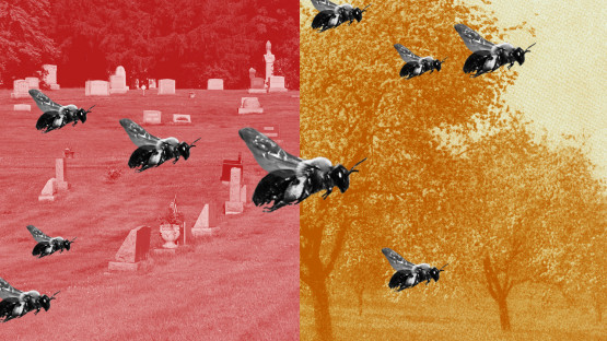 5.5M ground nesting bees make home in Ithaca cemetery