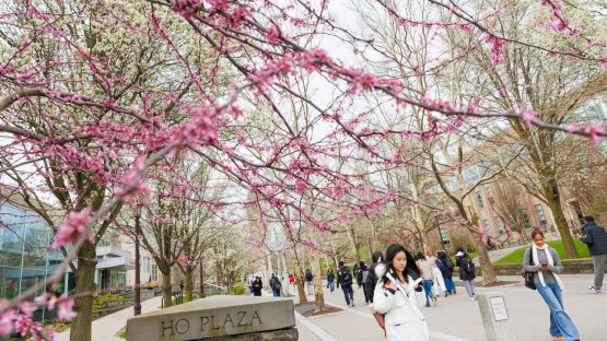 Students walk along Ho Plaza, framed by flowering trees