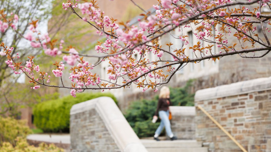 Person walks by Teagle Hall, framed by flowering branches