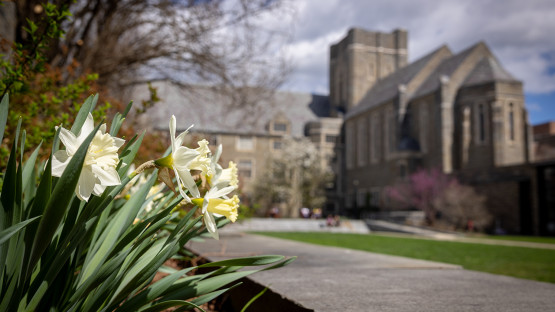Daffodils bloom outside Anabel Taylor Hall