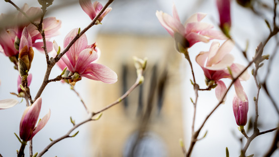 Magnolias bloom outside McGraw Tower.