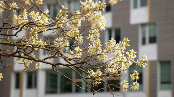Flowers near Upson Hall