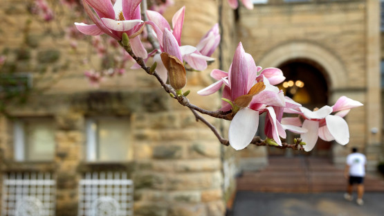 Flowers near Uris Library