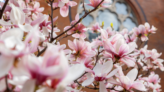 Flowers near Sage Chapel