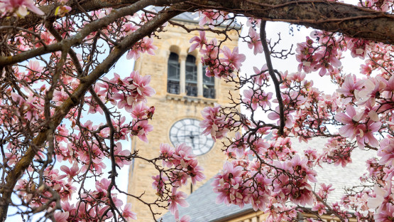 Flowers near Uris Library