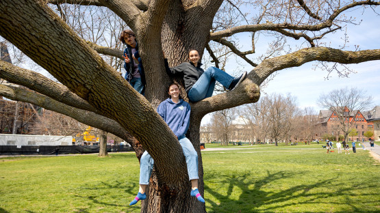 Three students sit in a tree on the Arts Quad