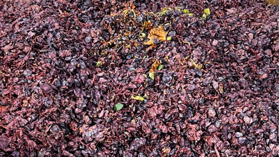 Wine's leftovers could help wean chicken farms off antibiotics