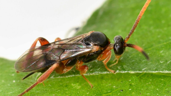 A diverse collection of insects; a new study sharply raises the estimate of how many species exist. Credit: Shea Oleksa/Cornell University.