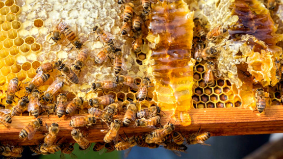 Honeybee foraging distances challenge organic-honey rules artwork