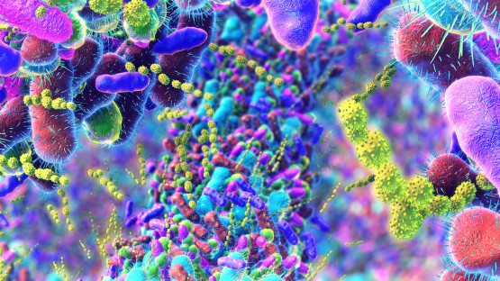 Antifungal therapy restores gut microbiome in IBD patients - Cornell Chronicle