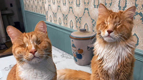 Cornell researchers document first Marfan syndrome case in cats