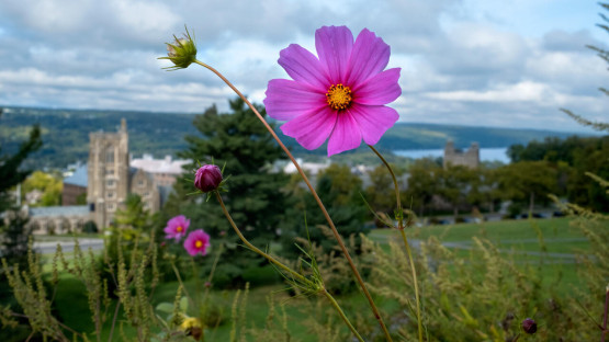 Flowers by Libe Slope