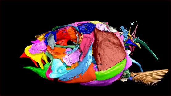 Vertebrate 3D scan project opens collections to all - Vimarsana News