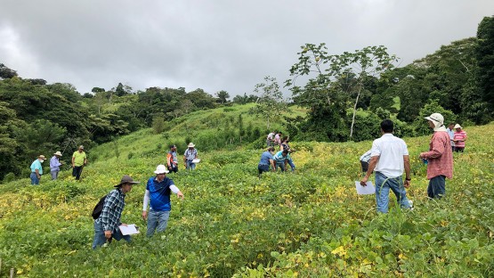La colaboración de Cornell y Feed the Future amplía las opciones para los agricultores costarricenses