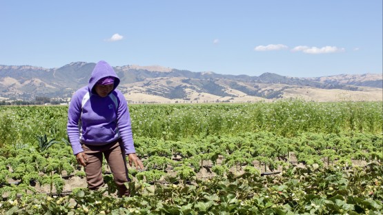 Sustainable practices linked to farm size in organic farming - Vimarsana News