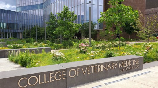 Cornell veterinary luminaries honored by national surgery organization ...