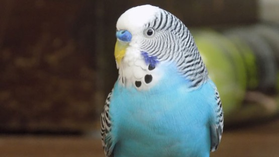 Veterinary class gets creative for zoonotic disease communication - Vimarsana News