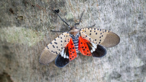 Hudson Valley lab ramps up battle against invasive pest - Vimarsana News