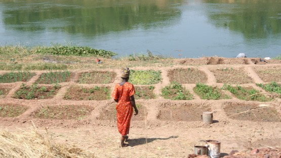 40 years of crop research shows inequities | Cornell Chronicle - Vimarsana News