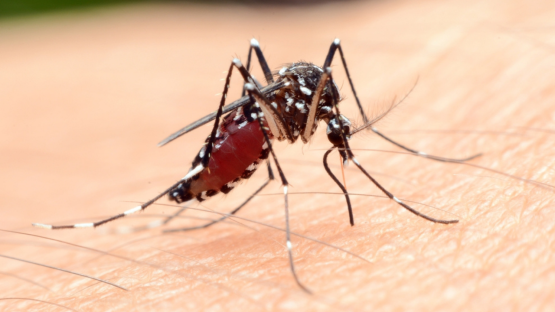 Scientists identify key regulators of malaria parasite epidemics