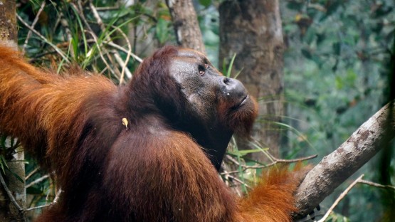 Wildfire smoke a threat to already endangered orangutans - Vimarsana News