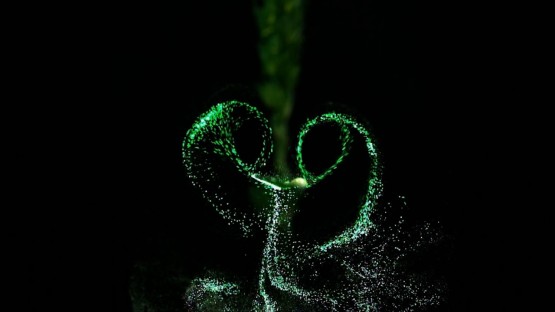'Tiny tornadoes' around leaves spread deadly plant pathogens - Vimarsana News