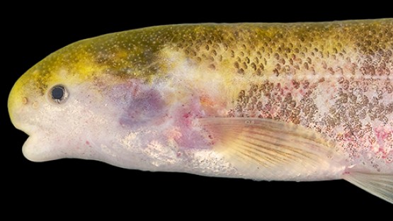 Mystery of electric fish genus solved, new species identified
