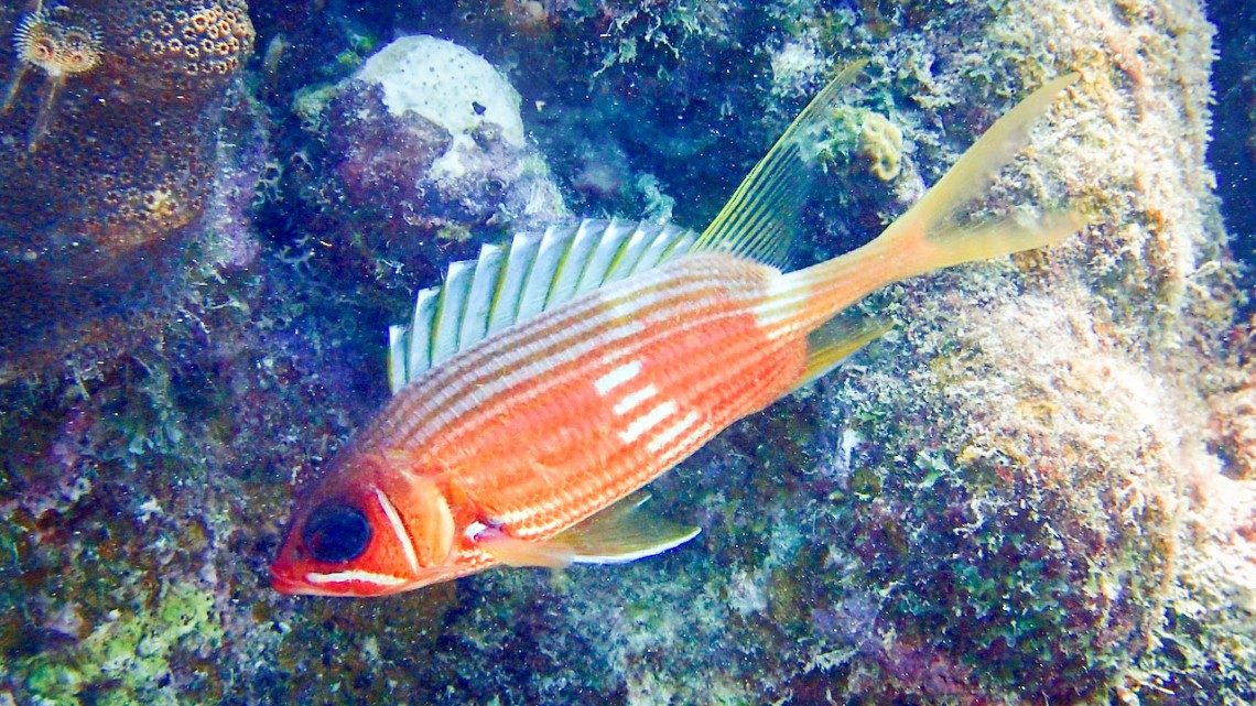Longspine-squirrelfish
