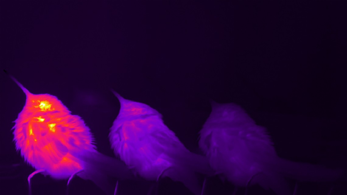 Composite infrared images of hummingbird