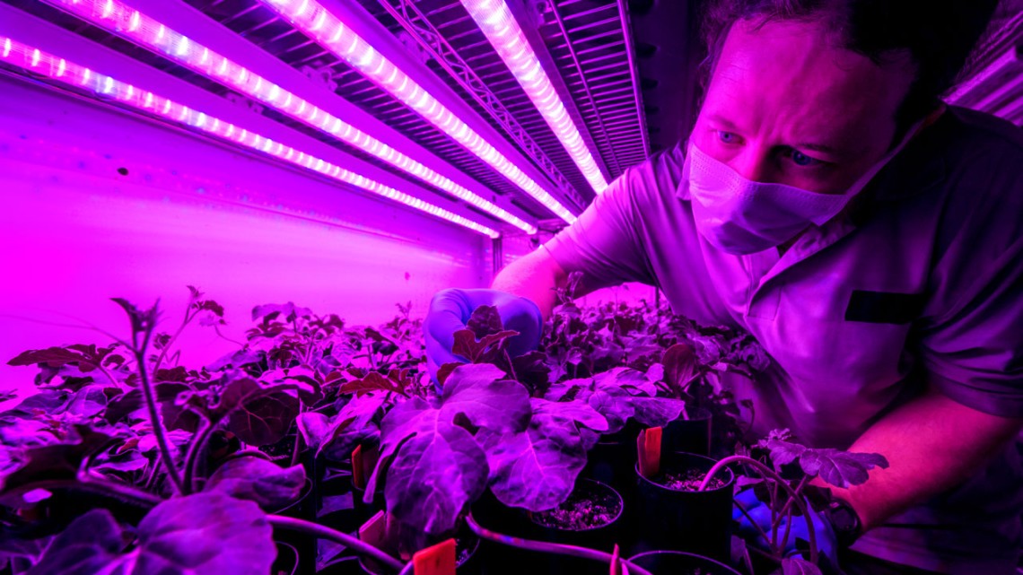 Genomic selection eased for more plant, animal breeders | Cornell Chronicle