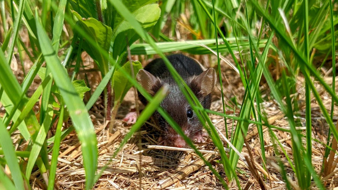 Mouse in field