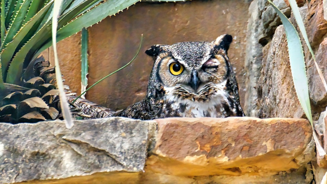 winking owl