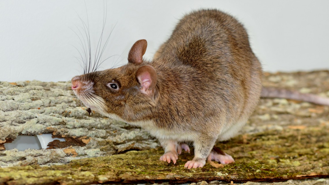 Giant African pouched rat.
