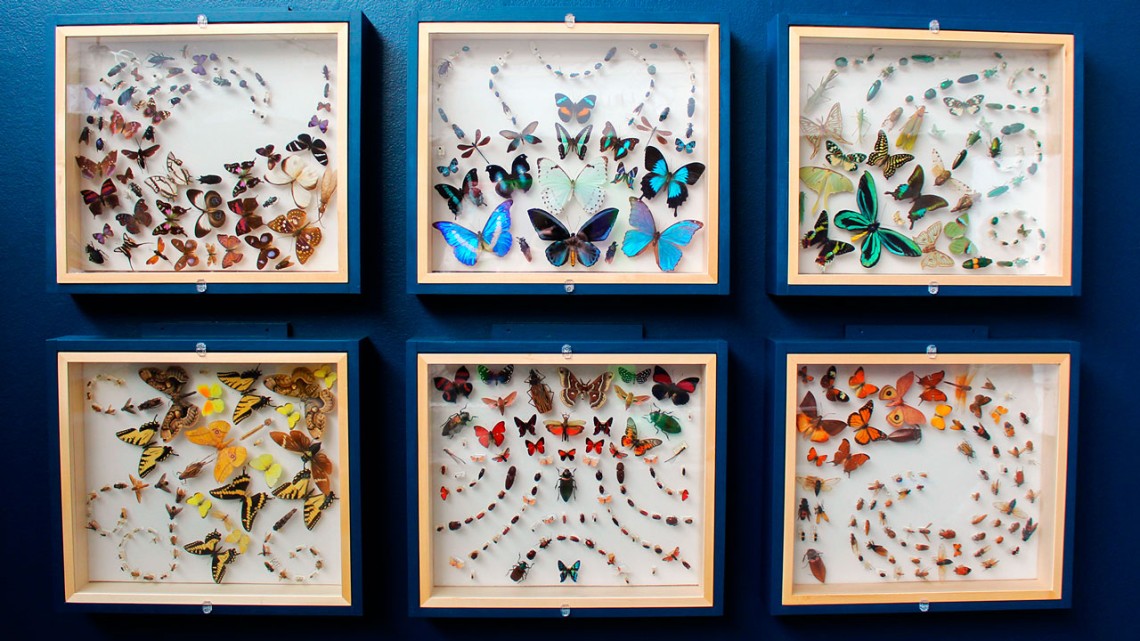 Insect displays