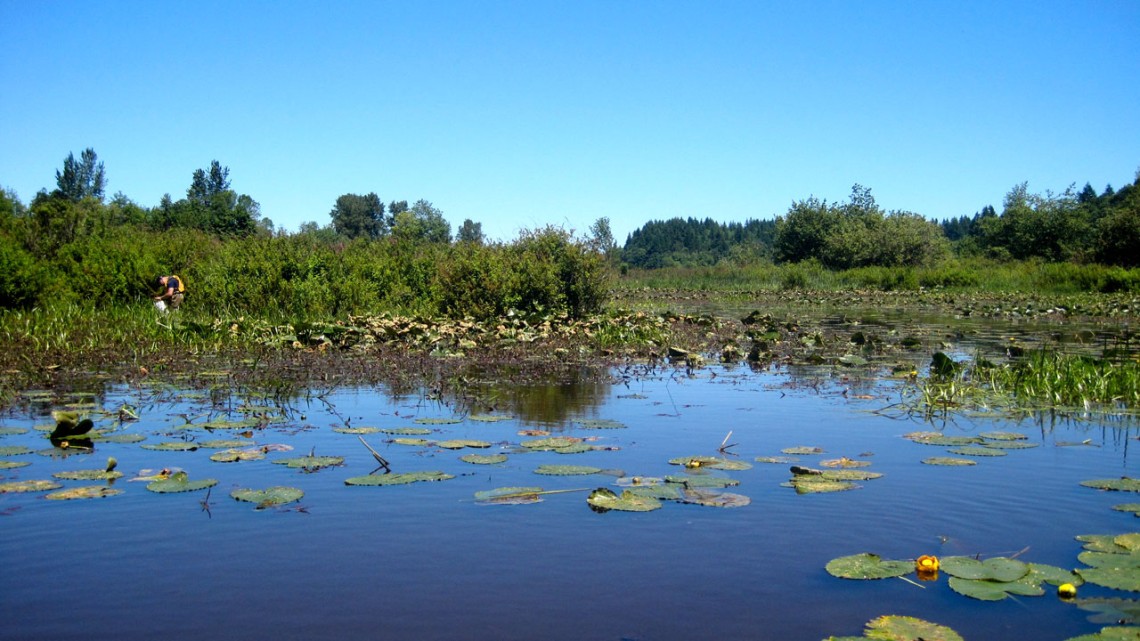 Lowland pond