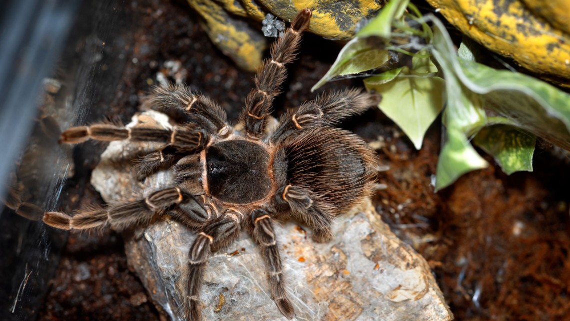 Rare, endangered insects illegally for sale online | Cornell