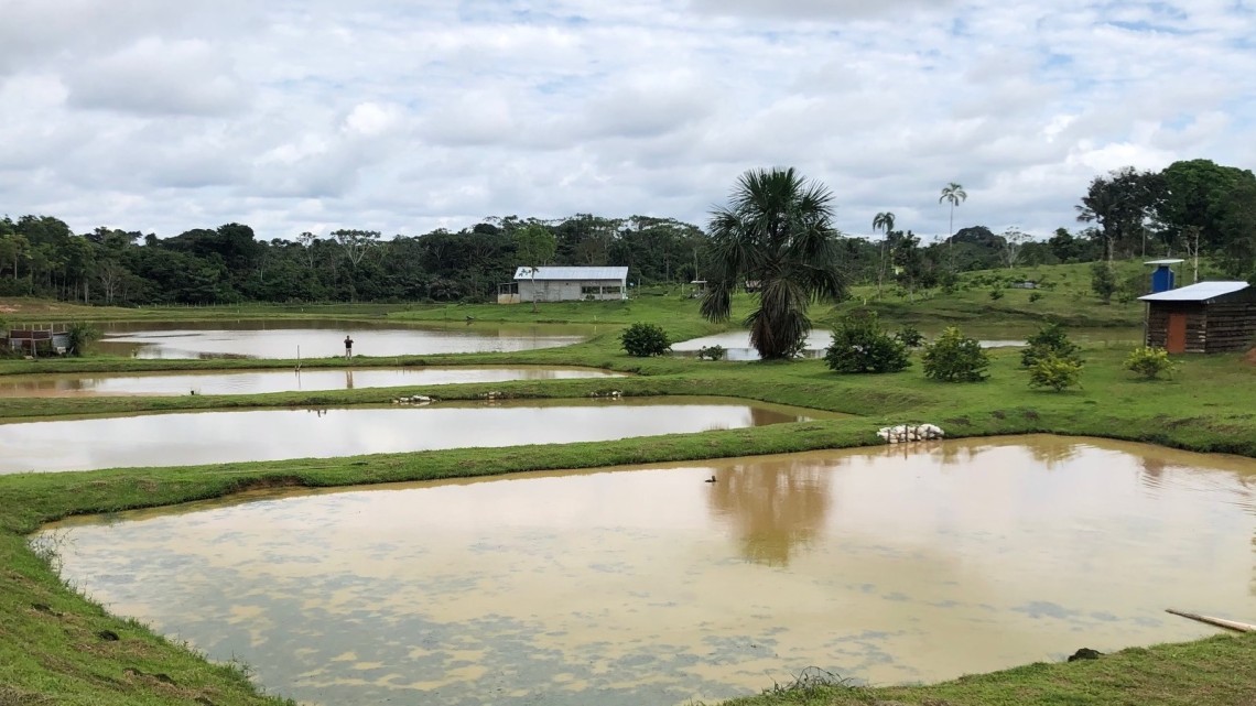 Amazon aquaculture ponds in Peru