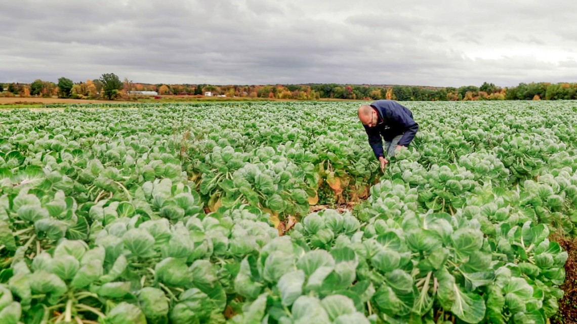Dave Walczak, operations manager of Eden Valley Growers co-op in Eden, New York, checks on Brussels sprouts growing on 2,000 acres of co-op members’ farmland.